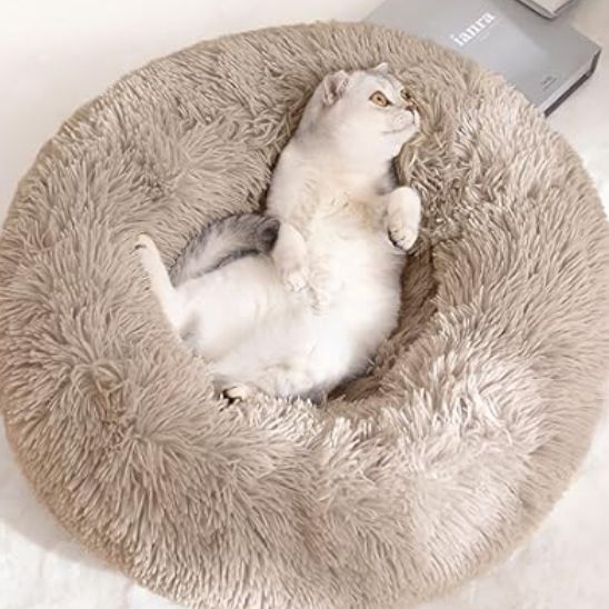 Chat blanc et gris allongé sur le dos dans un grand coussin pour chat beige pelucheux près d’un mur