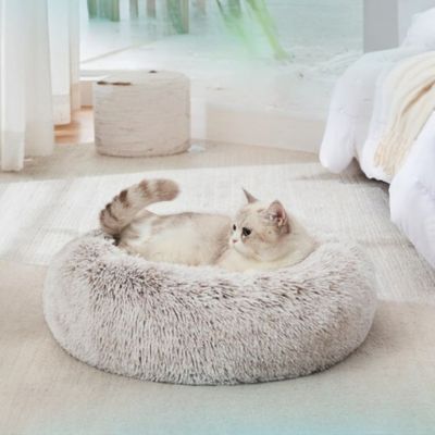 Chat beige allongé dans un coussin rond gris chiné, installé sur un tapis clair près d’un lit