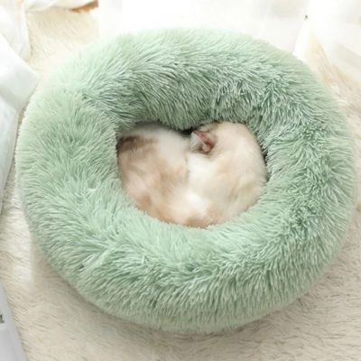Chat beige roulé en boule au centre d’un coussin vert sauge moelleux et pelucheux