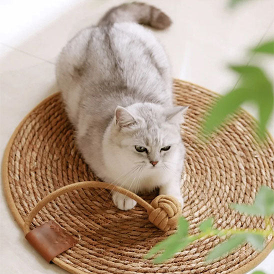 Chat gris clair joue avec corde sur tapis griffoir rond en jute