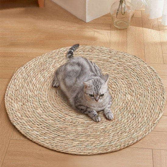 Chat gris tigré assis attentif sur tapis griffoir rond en jute.