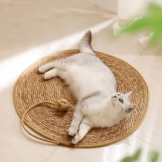 Chat gris clair allongé sur tapis griffoir rond en jute regardant en l’air