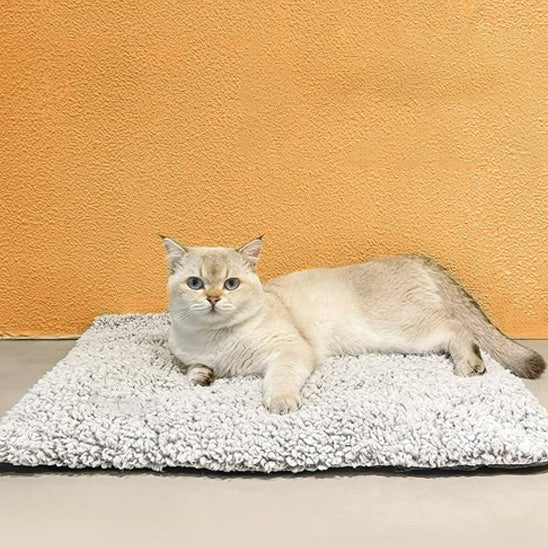 Chat crème sur coussin auto-chauffant gris bouclé, posé au sol devant mur orange – WarmPaws.