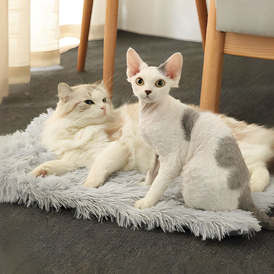 Coussin pour chat Chadoux plat gris clair à poils longs, spacieux et confortable, partagé par deux chats reposés.