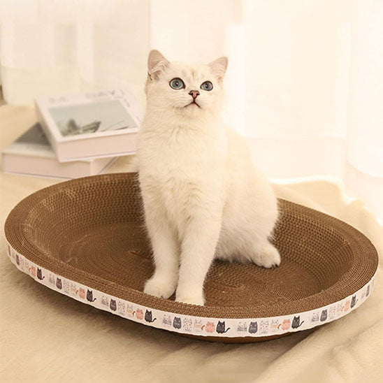 Griffoir pour chat confortable ScratchNap avec un chat blanc assis droit dans un griffoir ovale en carton, regardant vers le haut. Le décor est doux et lumineux, avec des livres et un rideau en arrière-plan.