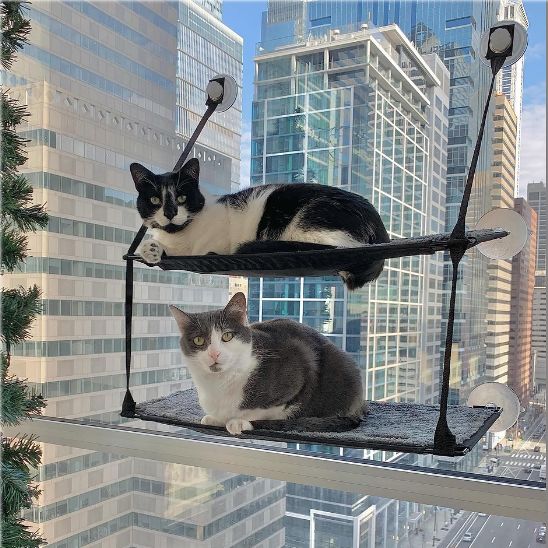 Deux chats posés sur un hamac pour chat double, avec vue sur la ville depuis la fenêtre