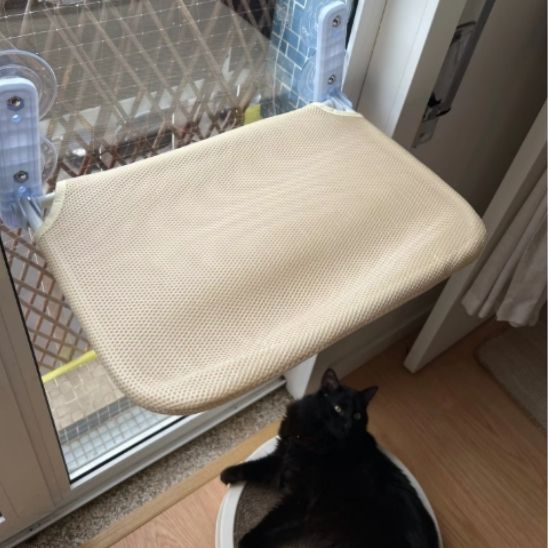 Hamac chat Pliaboo suspendu à une porte-fenêtre, observé depuis le sol par un chat noir curieux.