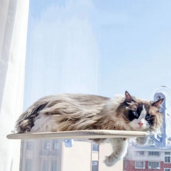 Hamac chat Pliaboo installé sur une fenêtre, avec un chat allongé confortablement pour profiter du soleil.