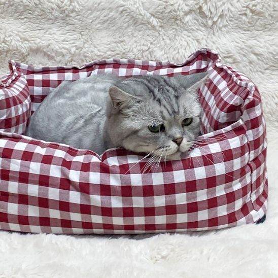 Lit pour chat rouge à carreaux avec un chat gris allongé, sur une couverture duveteuse.