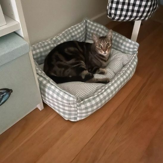 Lit pour chat vert clair avec un chat tigré couché à l’intérieur, posé sur un sol en bois