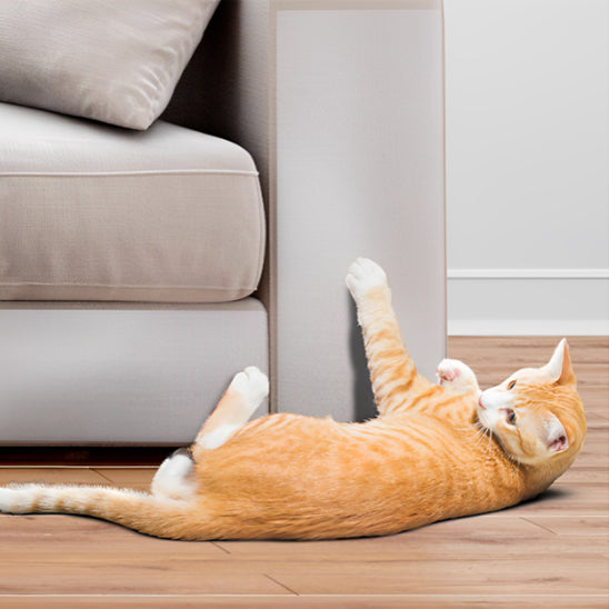 Protection anti griffe chat sur canapé clair avec chat au sol – GriffoGard