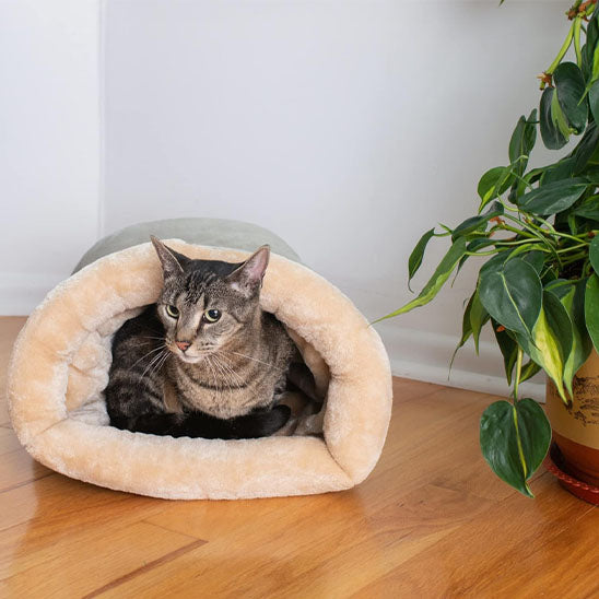 Chat gris détendu à l'intérieur d'un sac de couchage beige près d'une plante.