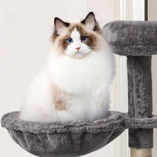 Hamac chat gris suspendu avec chat ragdoll installé sur arbre à chat