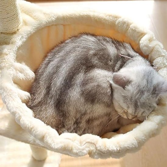 Hamac chat beige avec chat endormi confortablement dans le lit suspendu