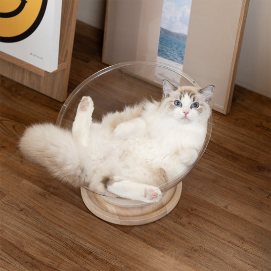 chat installé dans un lit capsule transparent et ergonomique avec base bois stable sur sol dur
